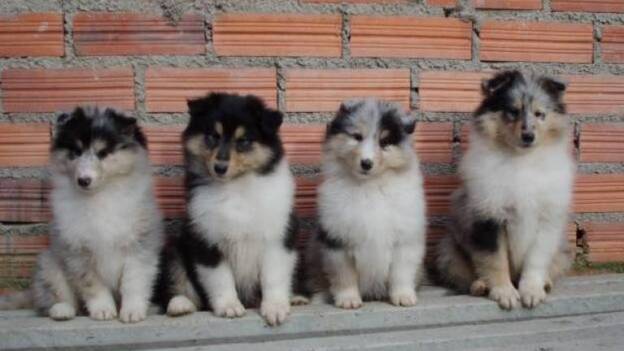 Reino Unido prohibirá la venta de perros y gatos menores de seis meses