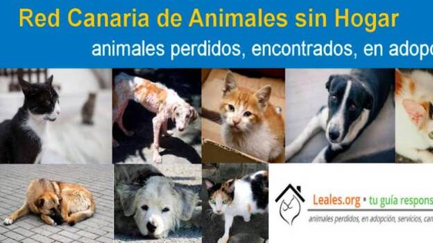 Ayuntamiento de Pájara y Cabildo de Fuerteventura se unen para la difusión de animales sin hogar