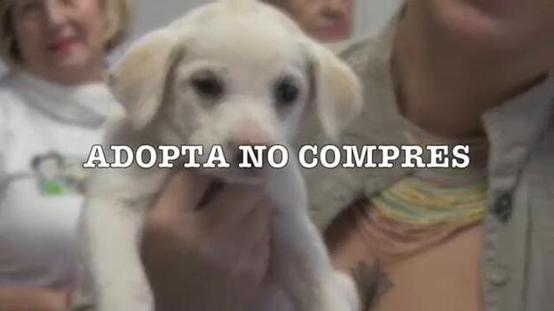 Un videoclip insta a adoptar animales y no a comprarlos en vísperas de Reyes