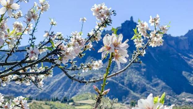 El almendro viste Gran Canaria de blanco y rosa