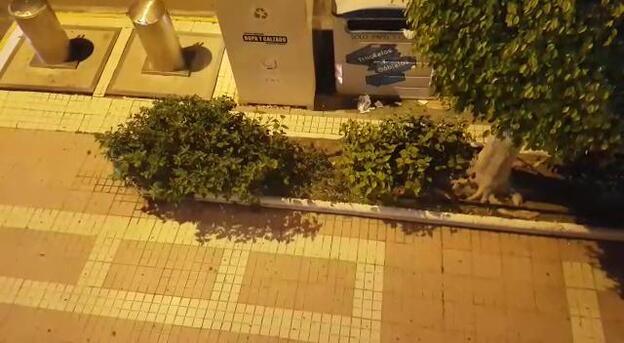 Los vecinos graban la plaga de ratas en Ingenio