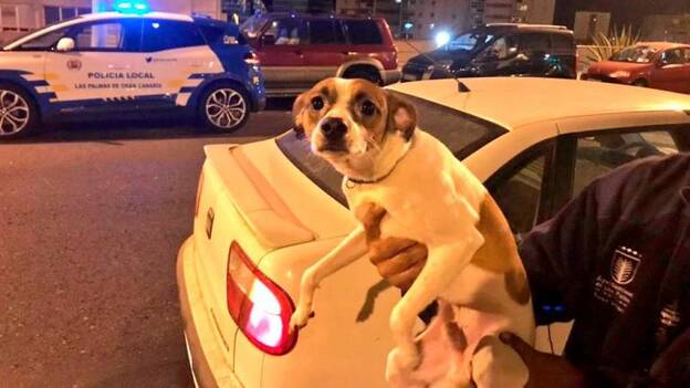 Abandonado deambulando por el paseo de San José