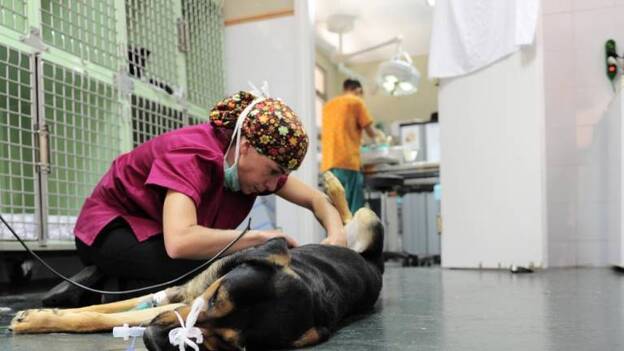 El número de perros adoptados en el Albergue creció un 30% en 2018