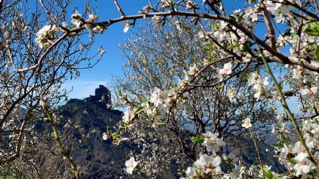 La Ruta del Almendrero en Flor quiere reunir a más de 15.000 personas