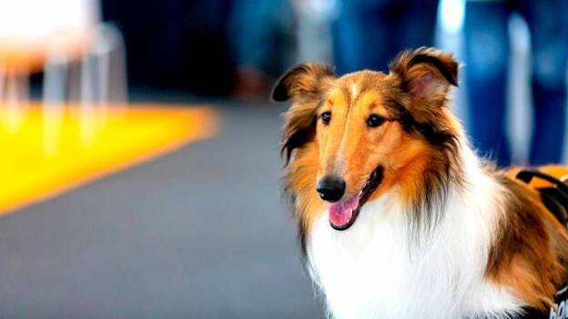 La feria Animundo vuelve a Infecar con el doble de espacio el 26 y 27 de enero