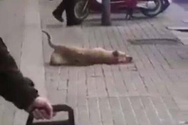 El Ayuntamiento de Barcelona justifica que el agente disparase a la perra