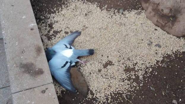 Decenas de palomas aparecen muertas