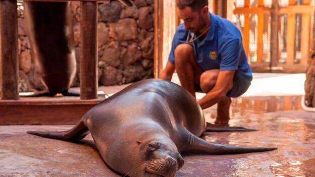Oasis Park imparte un curso de medicina en mamíferos marinos