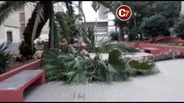 Palmeras muertas a hachazos en la Vega de San José