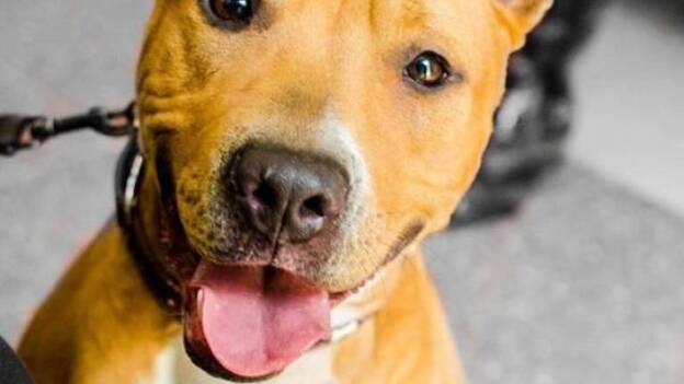 La feria de Animales de Compañía de Gran Canaria duplica superficie