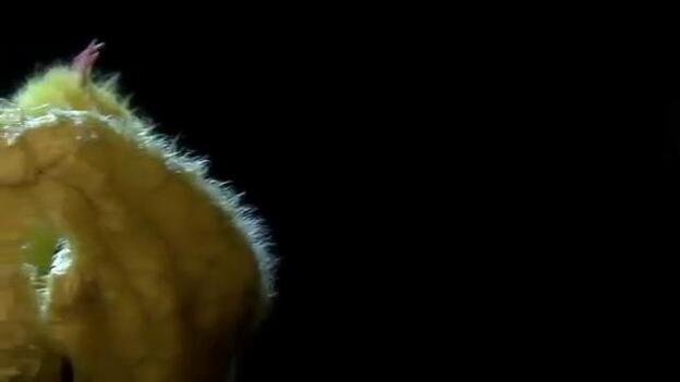 Los Backstreet Boys anunciaron su regreso disfrazados de pollos