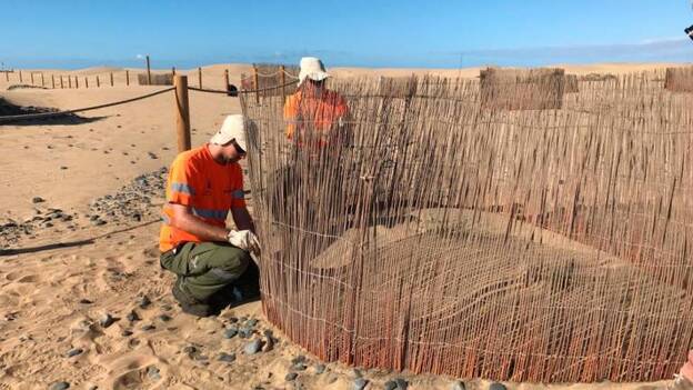 Las dunas, bajo la lupa de la ULPGC y dos de Australia y Reino Unido
