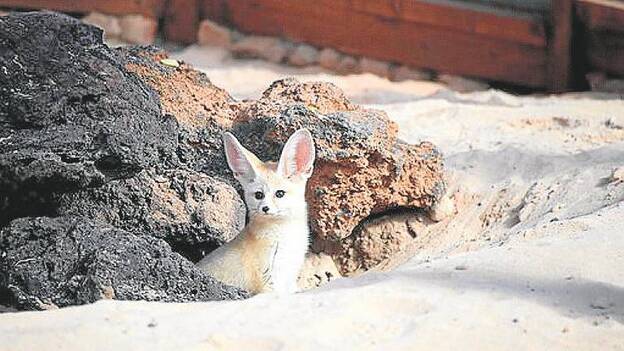 El Oasis Park recibe tres fénec, el zorro más pequeño del mundo