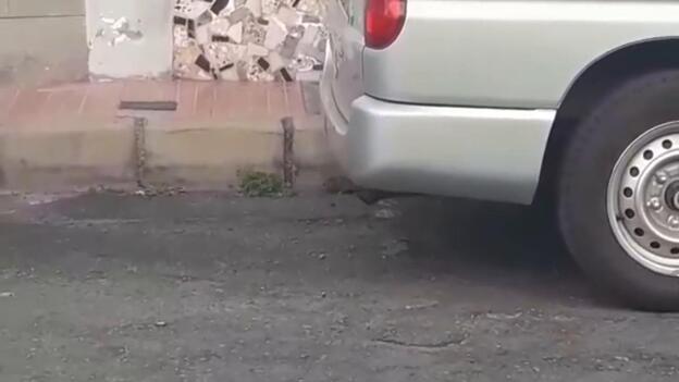 Ratas campando a sus anchas por El Ejido