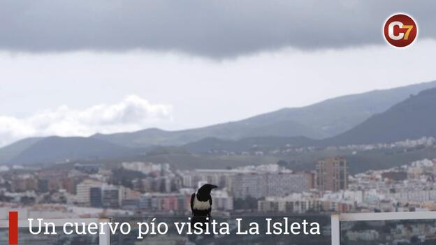 Un cuervo pío visita La Isleta