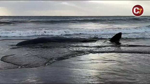 Hallan un cachalote de 7 metros en Melenara
