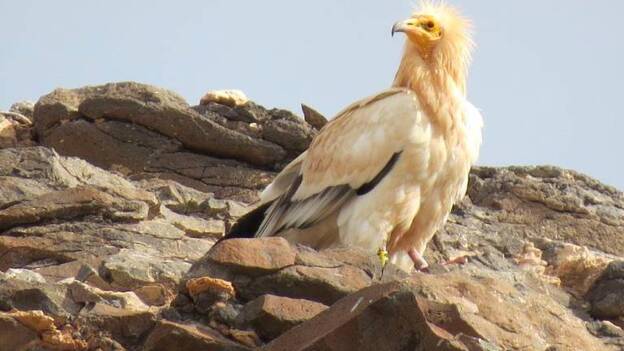 Planes de protección incrementan un 12 % la población de guirres en Canarias