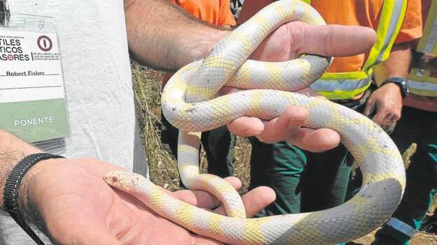 El Gobierno pide ayuda al Estado frente a la serpiente de California