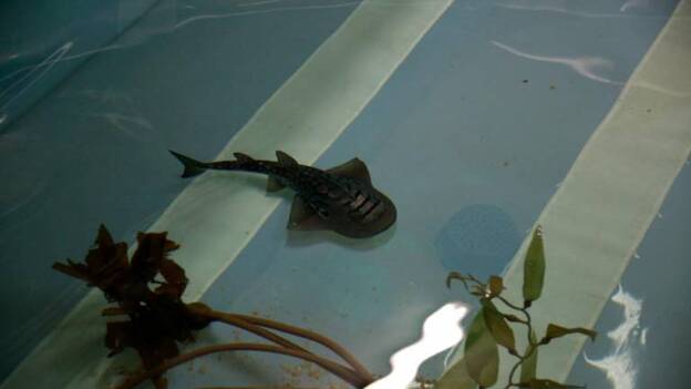 Loro Parque exhibe, por primera vez en España, a una pareja de tiburones «Rhina ancylostomas»