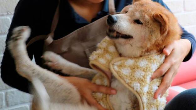 Canarias7 logra la acogida de más de un millar de animales en menos de un año