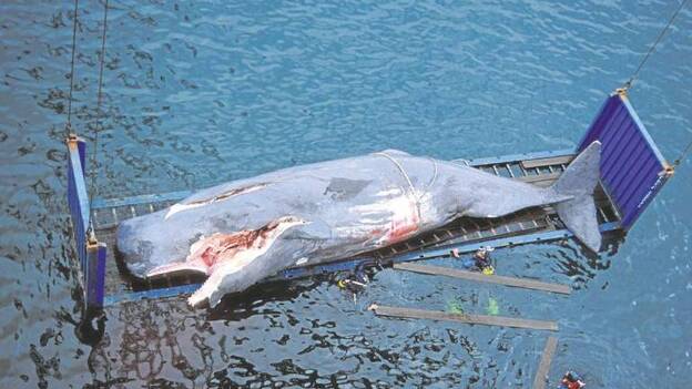 Las colisiones, la debacle del cachalote