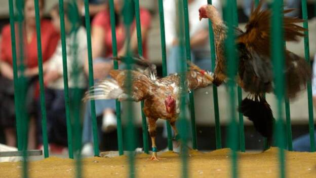 El miedo electoral deja en el aire la prohibición de las peleas de gallos