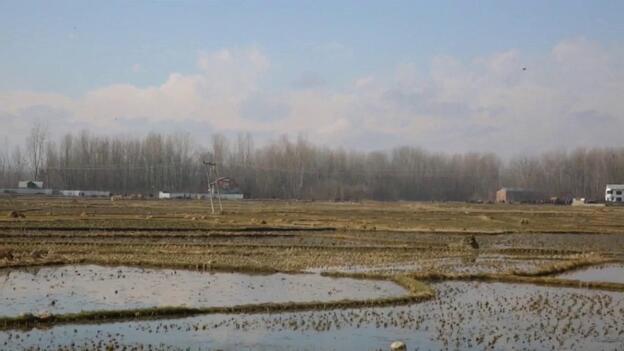 7 muertos en una operación en Cachemira