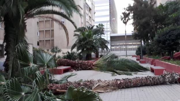 El palmericidio de la Vega de San José costó 17.590 euros