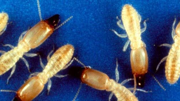 Las termitas invaden la isla de Tenerife