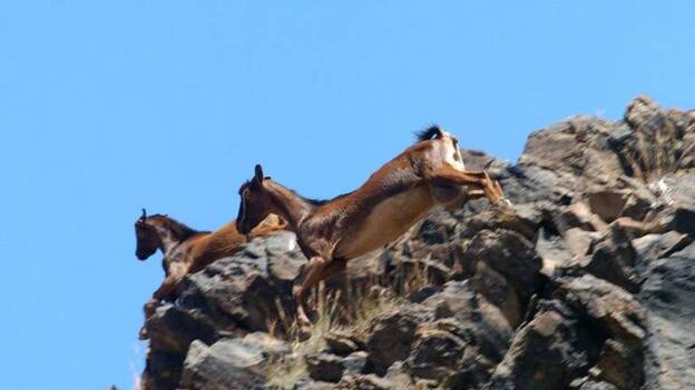 El número de cabras asilvestradas en Guguy pasa de 300 a 77 en solo un año