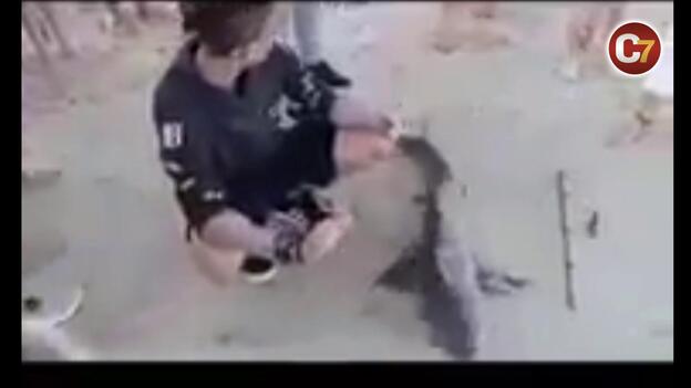 Intentan pescar un cazón en Corralejo