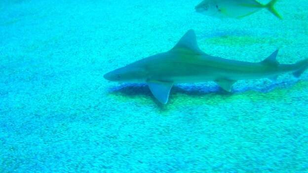 Poema del Mar logra reproducir por primera vez en Canarias el tiburón cazón