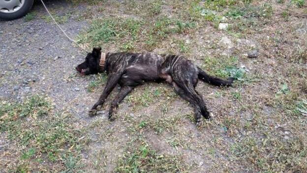 Un perro herido provoca la caída de una moto