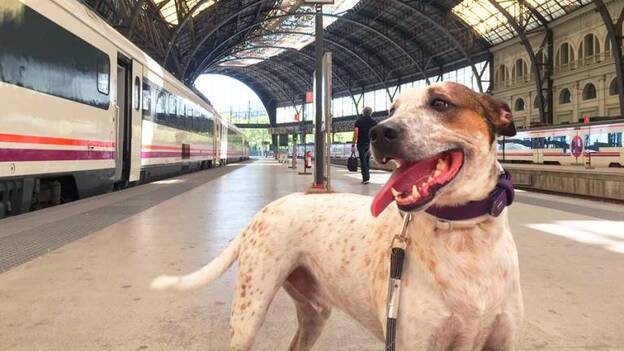 Suman 78.000 firmas para que los perros grandes puedan viajar en el tren