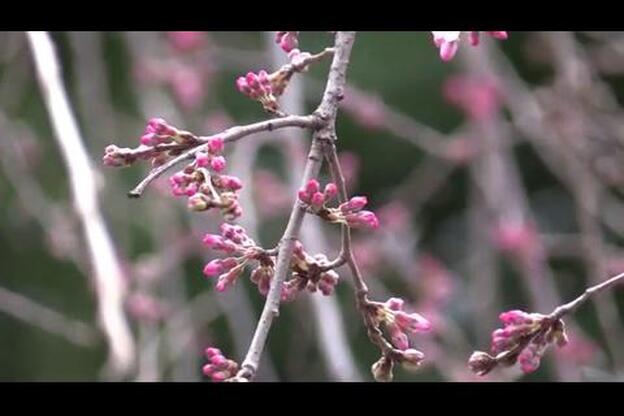 Predecir los cerezos se convierte en un reto