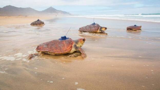 La tortuga ‘Martina’ llega a América