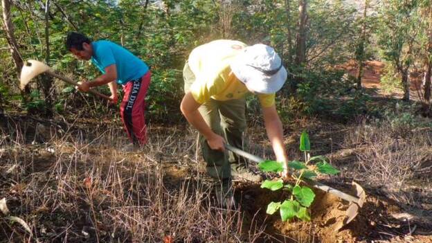 Los expertos piden más reforestación y silvicultura para salvar los montes