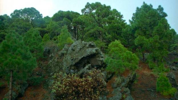 Instituciones y ecologistas recuerdan la urgencia de defender los bosques
