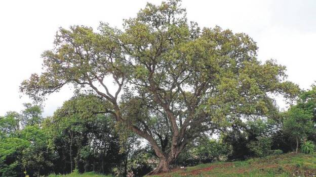 Los árboles más singulares de la isla