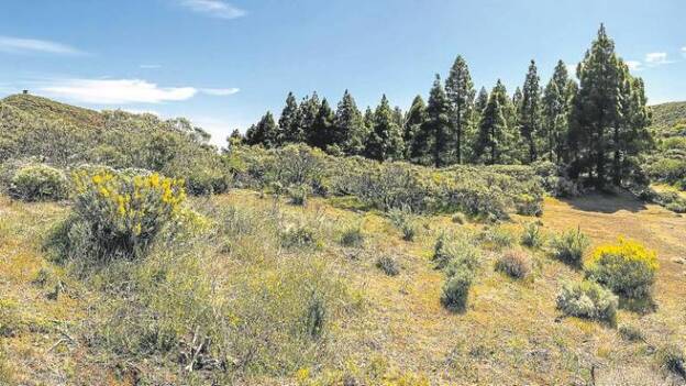 La cima local, en un monte prestado
