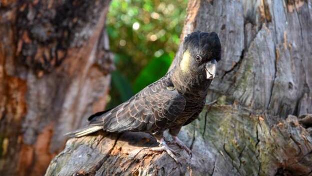 Loro Parque exhibe, por primera vez, todas las especies de cacatúas del mundo