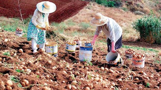 Papas antiguas de Canarias: protegidas y aclamadas