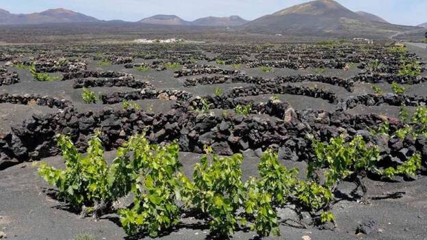 Vino de Canarias: Un regalo de Las Afortunadas