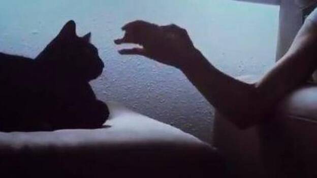 Mimo, el gato que entiende a su dueña con Párkinson