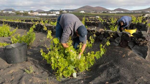 Los vinos de 2018 sacan nota de «muy buenos»