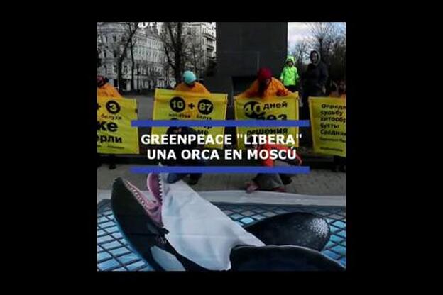 Rusia liberará a ballenas y orcas tras la mediación de Jean-Michel Cousteau
