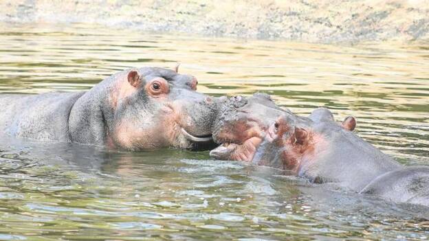 ‘Tindaya’ tiene una nueva novia