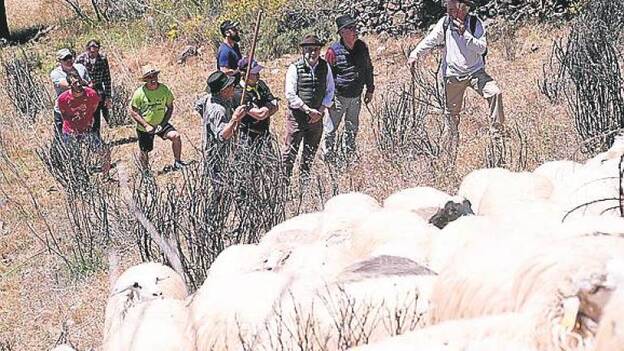 600 ovejas viajeras tiñen de blanco el camino