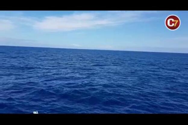 Dos grupos de orcas cazan atunes en Gran Canaria