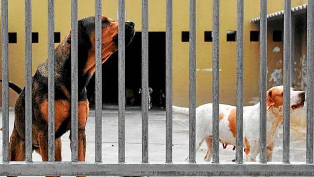 El Cabildo esterilizará a 2.000 perros y gatos para evitar camadas indeseadas
